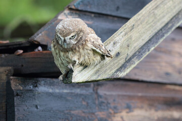 A portrait of a juvenile Little Owl on top of an old barn
