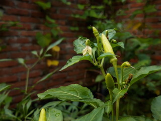 green chili and flower