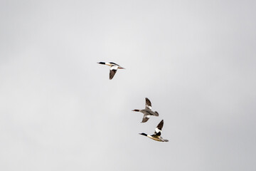 Gänsesäger Flug