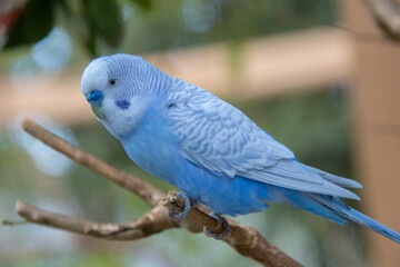 Fototapeta premium Pretty parakeet in an aviary in a protected park in the United States