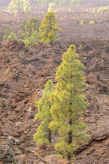 Kiefern im Nebel im Nationalpark Teide auf Teneriffa