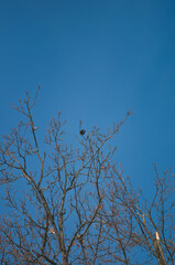 Forest, winter lindscape, tree