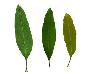 Top view of mango leaves on white background.