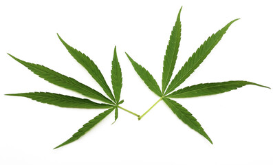 Marijuana leaf, two marijuana leaves on white background