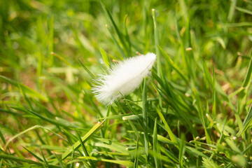 une plume blanche accrochée aux herbes