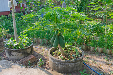 Short papaya trees and fruits in Thai people family garden