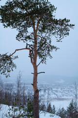 pine Tree in Sortavala, Republic of Karelia. Mount Paaso in winter