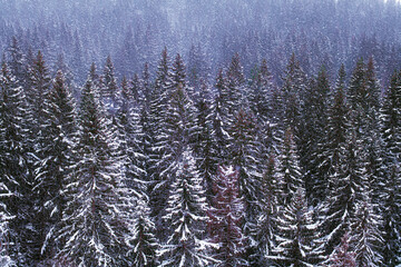 Dense coniferous forest in Sortavala on Mount Paaso in the Republic of Karelia, Russia