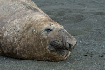 Southern elephant seal on the beach