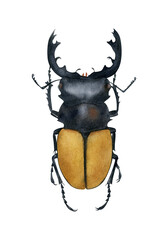 Odontolabis elegans beetle illustration isolated. Hand-drawn watercolor yellow bug with horns. Lucanidae. Coleoptera species collection. Insects