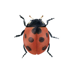 Seven-spot ladybird illustration isolated. Hand-drawn watercolor seven-spotted ladybug. Coccinella septempunctata. Red bug with wings. Coccinellidae beetle. Coleoptera species collection. Insects