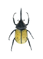 Hercules beetle illustration isolated. Dynastes hercules. Hand-drawn watercolor yellow bug. Scarab beetle. Stag beetle. Coleoptera species collection. Insects 