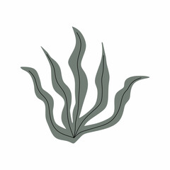 This is a green alga in the sea. Isolated seaweed on white background.