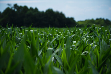 A landscape close-up image of corn stalks in a corn field with a forest in the background on a partly cloudy day in Evansville, Indiana.