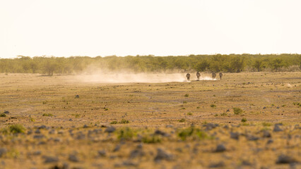 Herd of zebras walking slowly through dusty savannah with dust plume blown to the left by the wind, white sky, warm green background, stony foreground