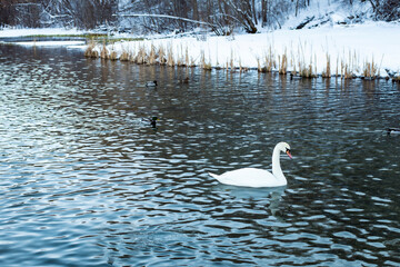White swan and wild ducks swim in a pond in the water