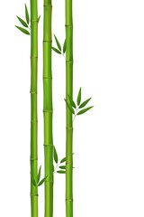 Fototapeta na wymiar Bamboo wallpaper with text space on white transparent background, Vector illustration
