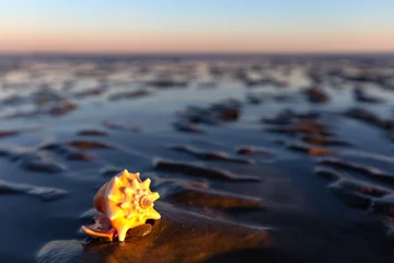 Selbstklebende Fototapeten Muschel Wattenmeer Nordsee © Katja Xenikis