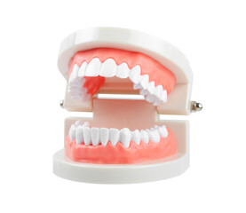 Close up the teeth model with red gum on white background, Save clipping path. Oral cavity care concept
