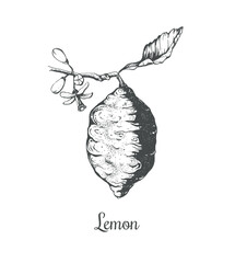 Lemon flower, lemon branch 