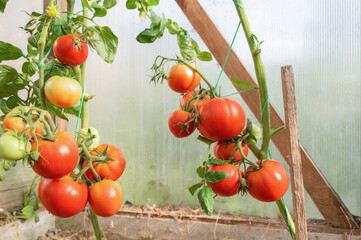 Ripe red organic tomatoes in greenhouse. The concept of organic farming.