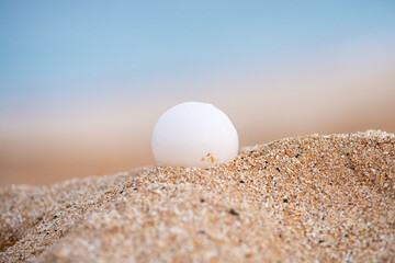 Detail of a green sea turtle egg on the beach, Ascension island.