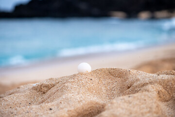 Fototapeta na wymiar Detail of a green sea turtle egg on the beach, Ascension island.