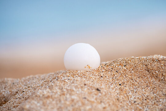 Detail of a green sea turtle egg on the beach, Ascension island.