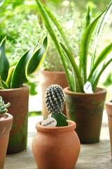 Cactus in potted in the garden