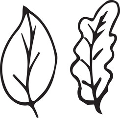 black and white leaves. Set line art. Vector illustration of autumn leaves.