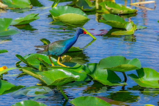Pretty bird photographed in the everglades protected park in Florida USA