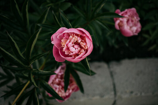 High angle view of flowering peony