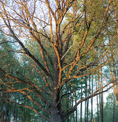 Big oak tree in park in sunset sunlight. Scenery spring forest nature landscape