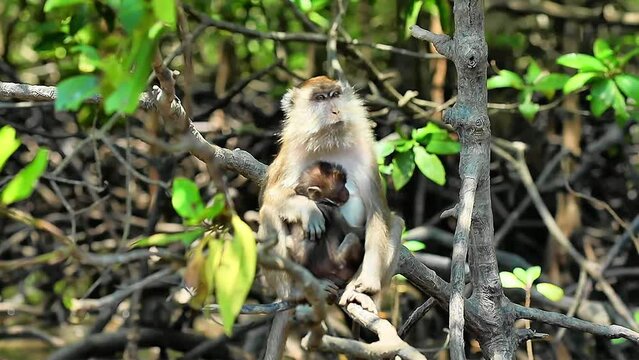 Cute green monkey feeding baby in the national park in Malaysia