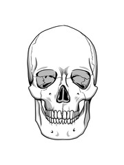 頭蓋骨（縫合線あり）