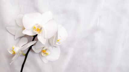 Naklejka na ściany i meble The branch of white orchids on white fabric background 