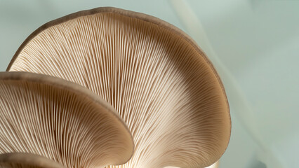 Fresh oyster mushroom close-up. Edible mushrooms macro. Cultivation of mushrooms. Harvest