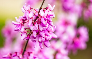 Cercis siliquastrum or Judas tree, ornamental tree blooming with beautiful pink colored flowers. Eastern redbud tree blossoms in spring time. Soft focus, blurred background. Spring in Israel