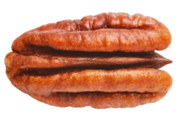 Pecan walnut kernel isolated close up