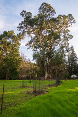 The Garden at John Muir National Historic Site