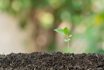 Small tree growing with sunshine in garden..