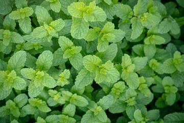 Peppermint. ( Melissa officinalis ) The aromatic leaves of a plant of the mint family, or an...