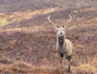 Monarchs of the Glen, red deer stags in the pouring rain in the Scottish mountains 