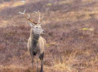 Monarchs of the Glen, red deer stags in the pouring rain in the Scottish mountains 