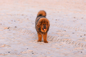 Chiwa- red tibetan mastiff puppy on the beach.