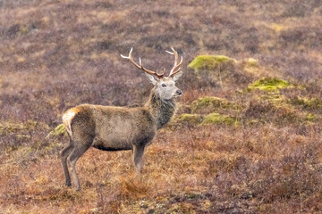 Monarchs of the Glen, red deer stags in the pouring rain in the Scottish mountains 