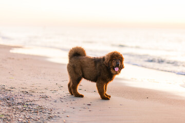 Chiwa- red tibetan mastiff puppy on the beach. © Grzegorz