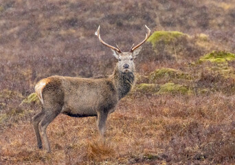 Monarchs of the Glen, red deer stags in the pouring rain in the Scottish mountains 