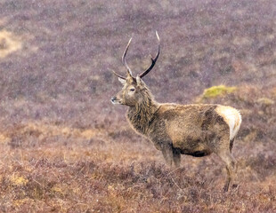 Naklejka na ściany i meble Monarchs of the Glen, red deer stags in the pouring rain in the Scottish mountains 