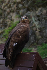 portrait of a eagle